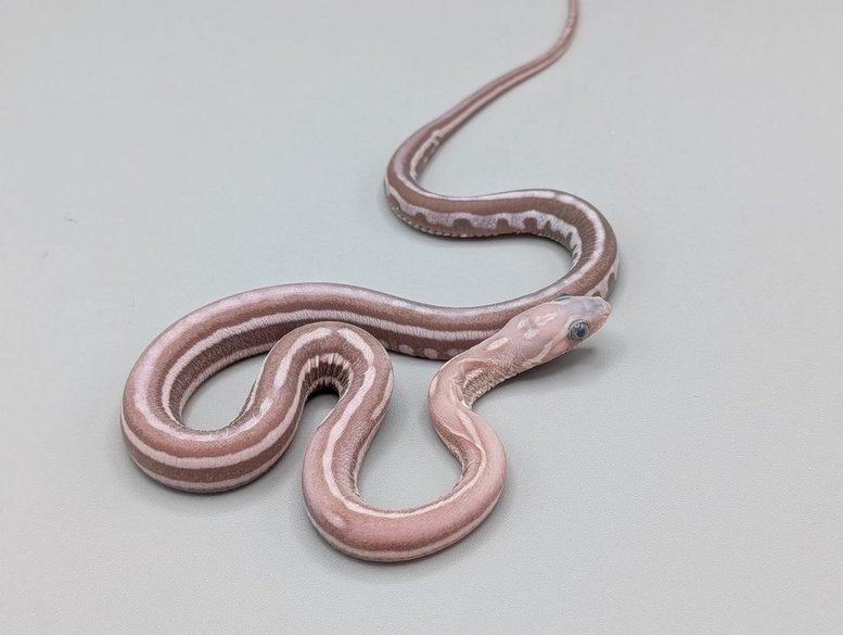 Cornsnake - Scaleless Tessera Ghost - Male - 2025