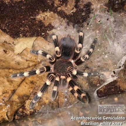 Acanthoscurria Geniculata - Brazilian White Knee  1/2"  (New World)