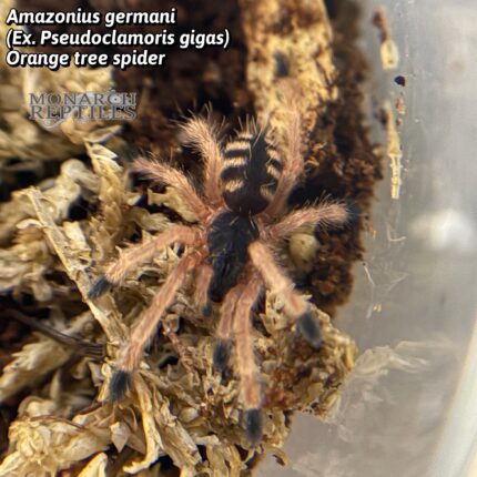 Amazonius Germanicus - Orange tree spider 1''  (New World)