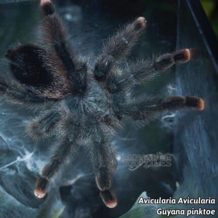 Avicularia Avicularia - Guyana Pinktoe  2" (New World)