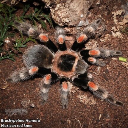 Brachypelma Hamorii - Mexican Red Knee 1/2'' ( New World)