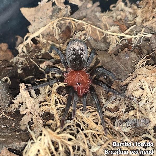 Bumba-Horrida-Brazilian-Red-Head.jpg