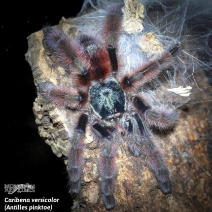 Caribena Versicolor - Antilles pinktoe 3/4'' (New World)