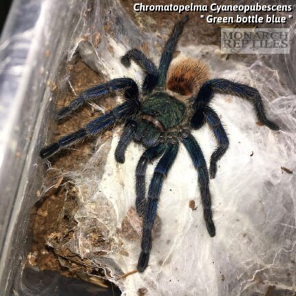 Chromatopelma Cyaneopubescens  - Green Bottle Blue  1.5'' (New World)