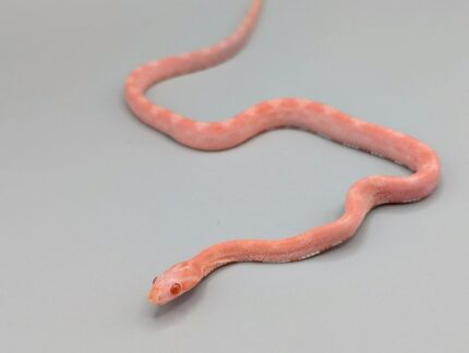 Cornsnake - Scaleless Albino Het Caramel Motley - Female No. 1