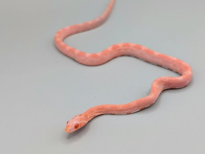 Cornsnake-SCAlbinoHetCaramelMotleyF1-450.jpg Cornsnake - Scaleless Albino Het Caramel Motley - Female No. 1