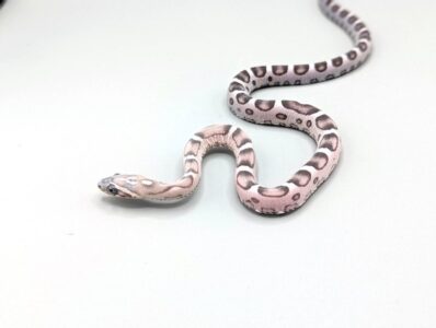 Cornsnake - Scaleless Anery - Male No.2