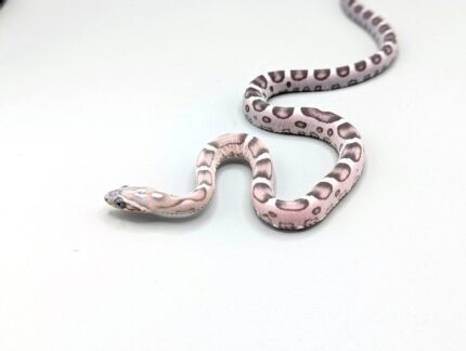 Cornsnake - Scaleless Anery - Male No.2