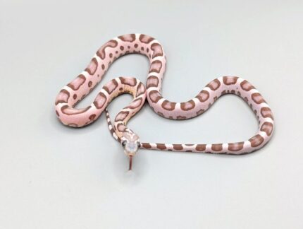 Cornsnake - Scaleless Ghost - Male No.2