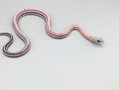 Cornsnake - Scaleless Tessera Anery - Male No. 1 - 2025