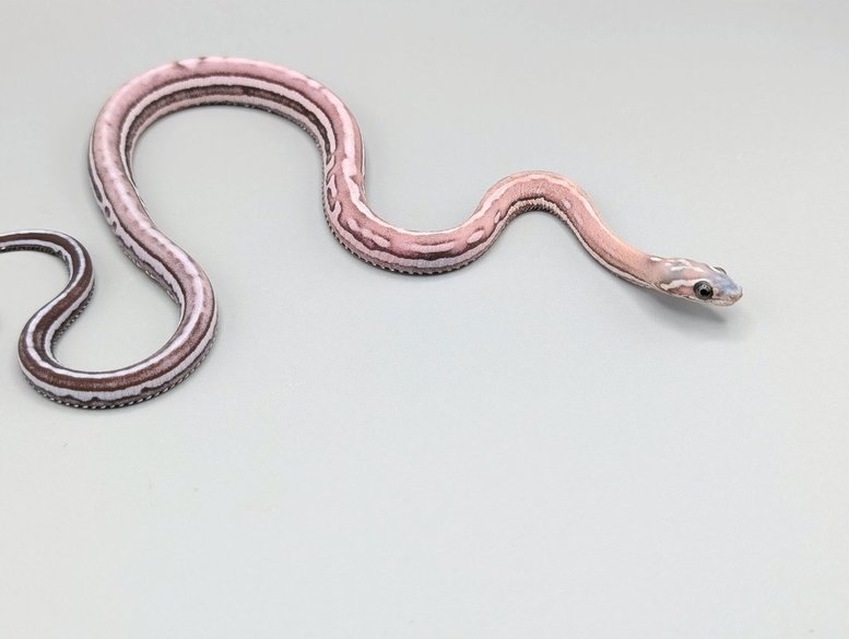 Cornsnake-ScalelessTessAneryM1-750.jpg Cornsnake - Scaleless Tessera Anery - Male No. 1 - 2025