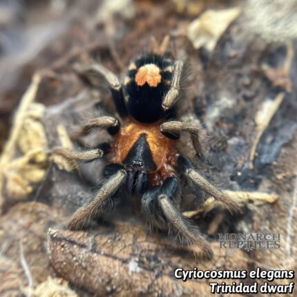 Cyriocosmus Elegans - Trinidad Dwarf 1/4"  (New World)