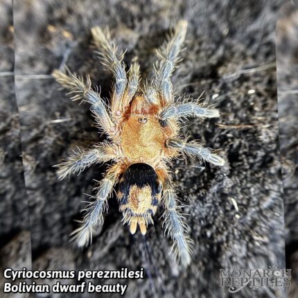 Cyriocosmus Perezmilesi - Bolivian Dwarf Beauty 1/2" (New World)