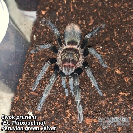 Ewok Pruriens - (Ex. Thrixopelma Pruriens) Peruvian Green Velvet 1/2" (New World)