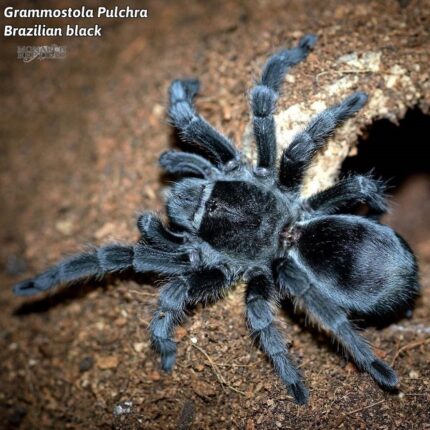 Grammostola Pulchra - Brazilian Black  1/2'' (New World)