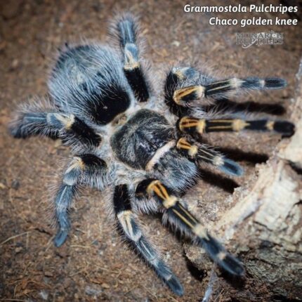 Grammostola Pulchripes  - Chaco Golden Knee 1/2''  (New World)