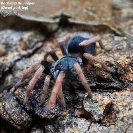 Kochiana Brunnipes - Dwarf Pink Leg  1.5''  (New World) FEMALE