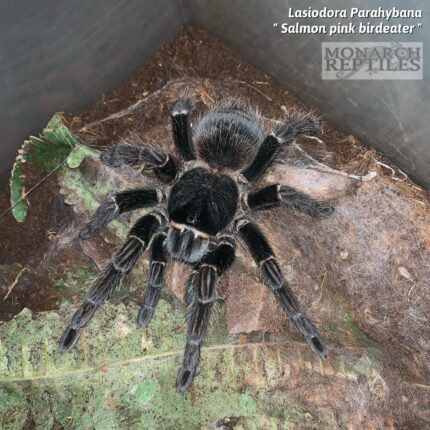 Lasiodora Parahybana  - Salmon Pink Birdeater  1/2'' (New World)