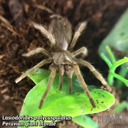 Lasiodorides Polycuspulatus - Peruvian Giant Blonde 1.5" (New World)