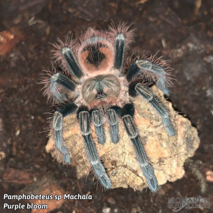 Pamphobeteus sp. Mascara -  Mascara Giant Birdeater 5'' FEMALE (New world)