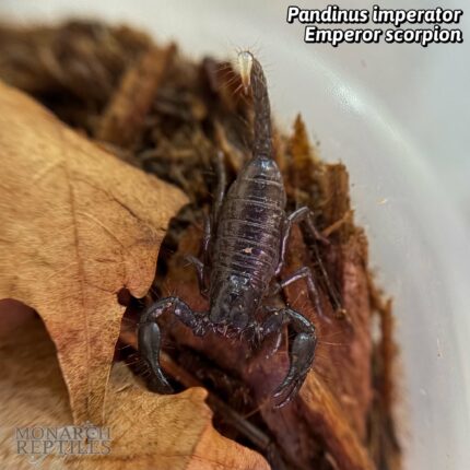 Pandinus Imperator - Emperor Scorpion - captive bred 1.5"