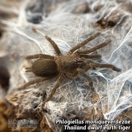 Phlogiellus sp. Moniqueverdezae 1/4"  (Old World)