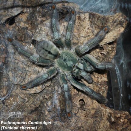 Psalmopoeus  Cambridgei - Trinidad Chevron  1'' (New World)