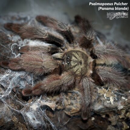 Psalmopoeus  Pulcher  - Panama Blonde  1''  (New World)