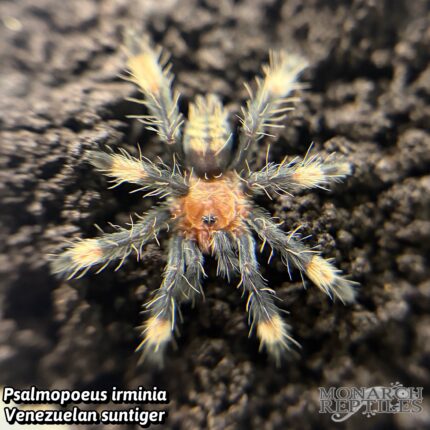 Psalmopoeus Irminia  - Venezuelan Suntiger  1'' (New World)