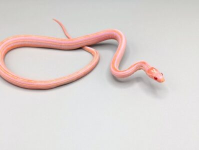 Cornsnake - Scaleless Tessera Reverse Okeetee - Male No.3