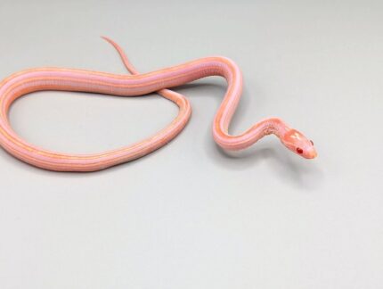 Cornsnake - Scaleless Tessera Reverse Okeetee - Male No.3