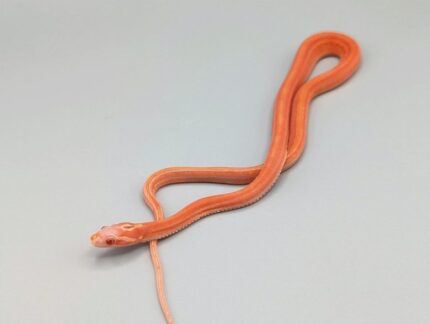 Cornsnake - Scaleless Tessera Albino Het Caramel Motley - Female No. 2