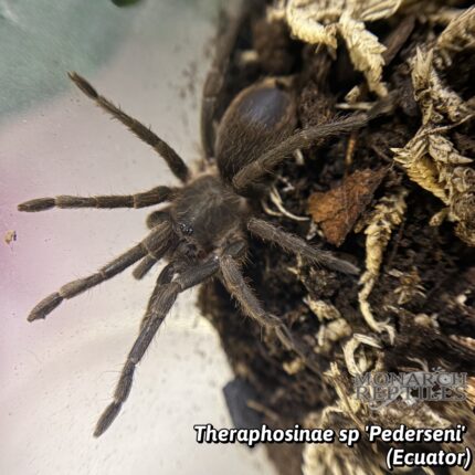 Theraphosinae sp. Pederseni (Equator) - 1'' (New world)