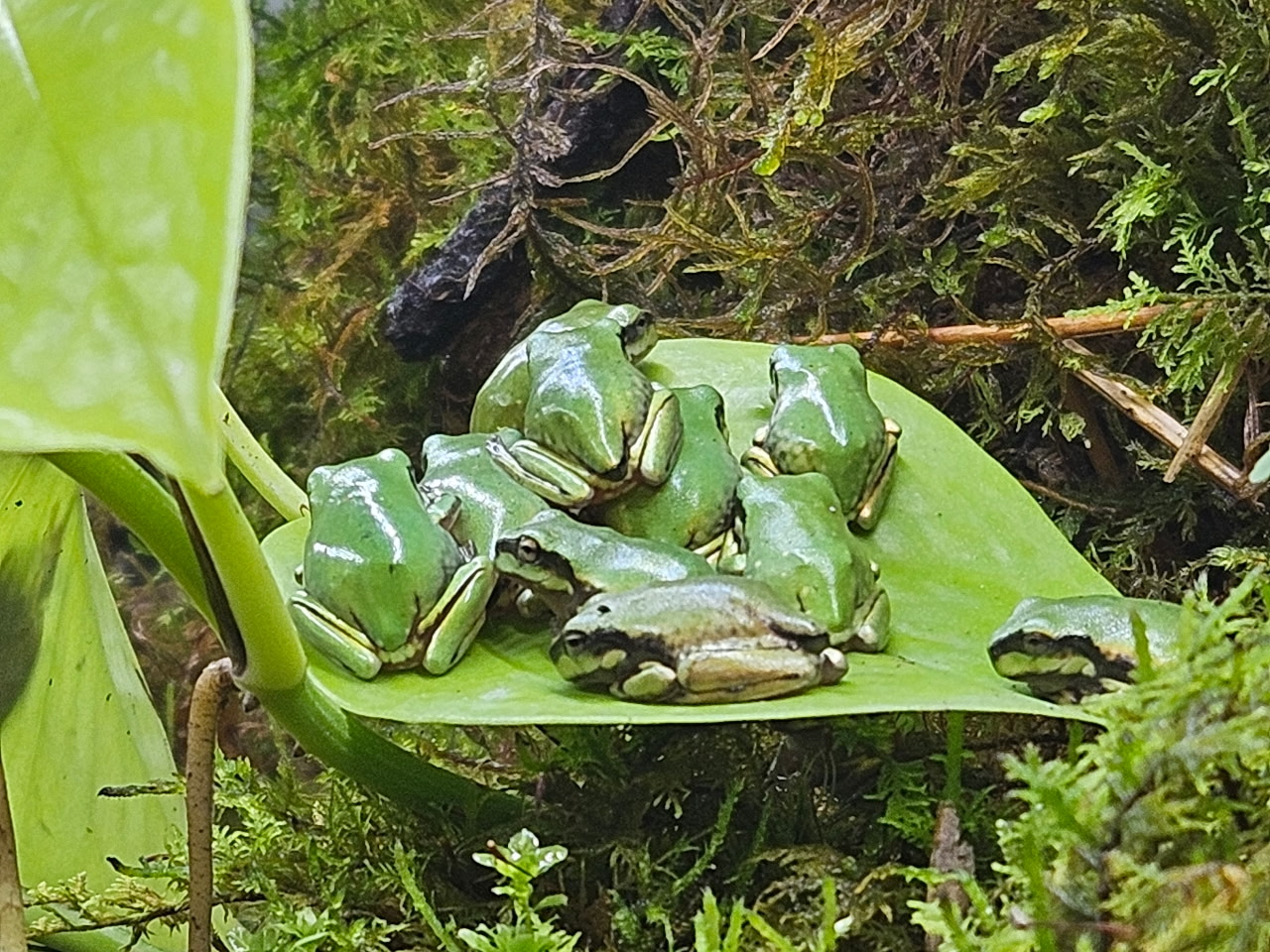 WhiteTreeFrogCBbabies.jpg