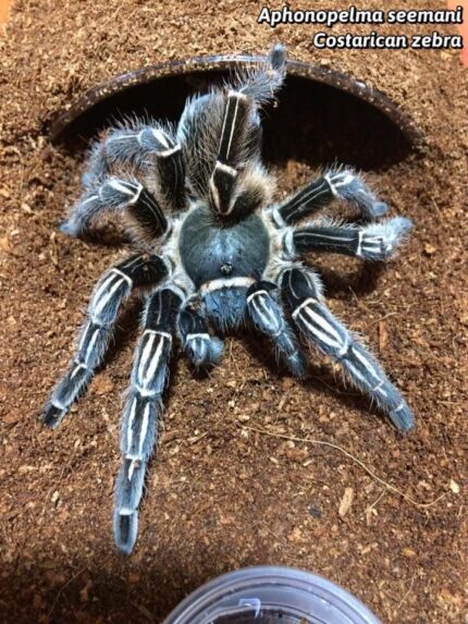 Aphonopelma Seemani - Costa Rican Zebra 3.5" (New world)