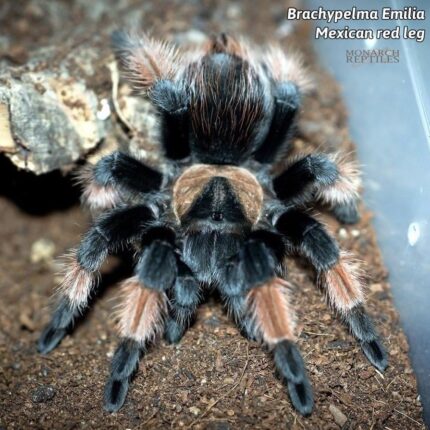 Brachypelma Emilia  - Mexican Redleg  1/2''   (New World)