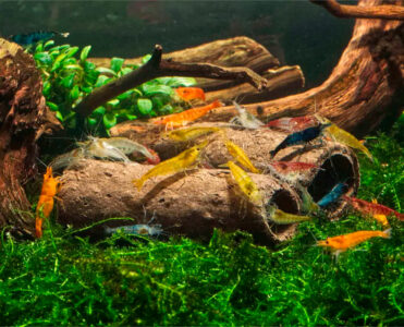 GlasGarten Crispy Caves - Edible Shrimp Caves