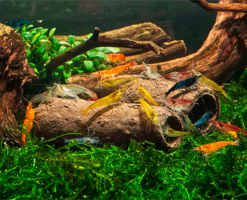 GlasGarten Crispy Caves - Edible Shrimp Caves