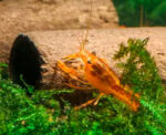 GlasGarten Crispy Caves - Edible Shrimp Caves
