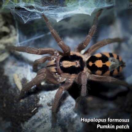 Hapalopus Formosus - Pumpkin Patch 1/2"  (New World)