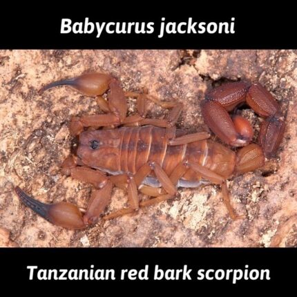 Babycurus Jacksoni - Tanzanian Red Bark Scorpion - L2 - 1/2"