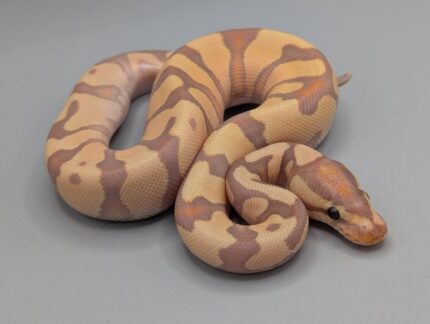 Ball Python - Banana Blade Yellowbelly Het Clown - Female
