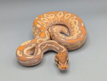 Ball Python - Banana Orange Dream Yellowbelly BONGO - Male