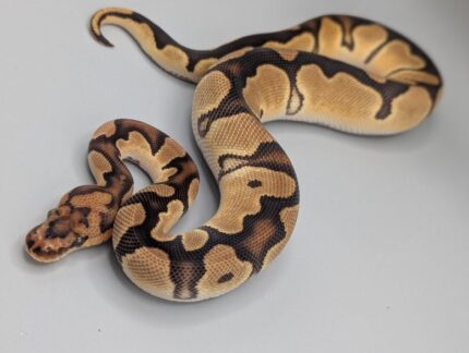 Ball Python - Orange Dream Clown  - Male No. 1