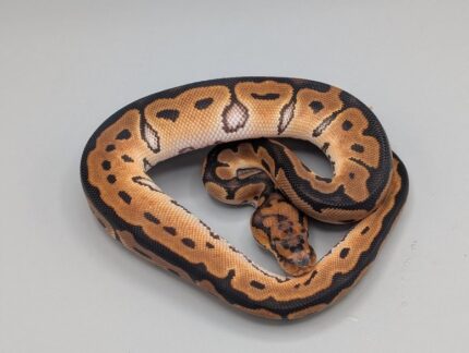 Ball Python - Orange Dream Clown  - Male No. 2