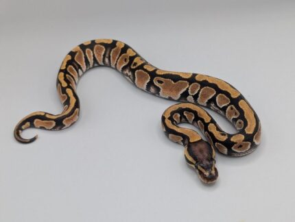 Ball Python - Orange Dream - Female