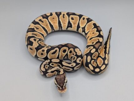 Ball Python - Pastel Orange Dream - Female