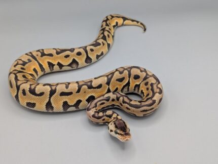 Ball Python - Pastel Puzzle - Male