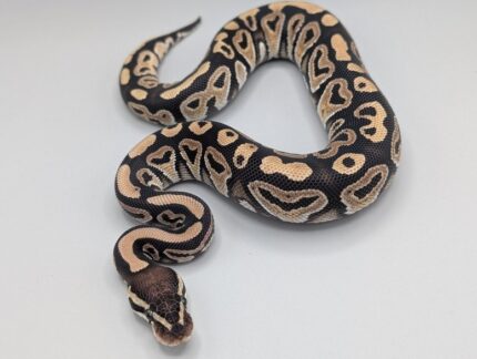 Ball Python - Phantom - Male