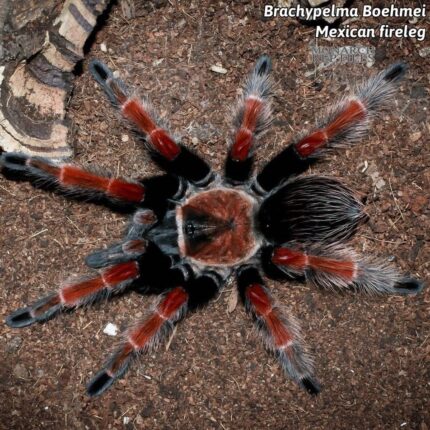 Brachypelma Boehmei  - Mexican Fireleg 1''  (New World)